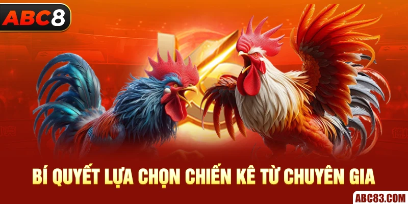 Bí Quyết Chọn Gà Mỹ ABC8 Bách Phát Bách Thắng Bí quyết lựa chọn chiến kê từ chuyên gia