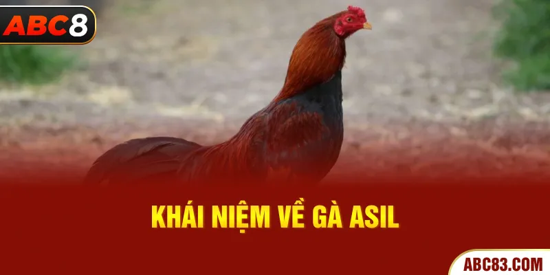Gà Asil - Chiến Binh Bất Bại Ở Làng Gà Đá Huyền Thoại Khái niệm về gà asil