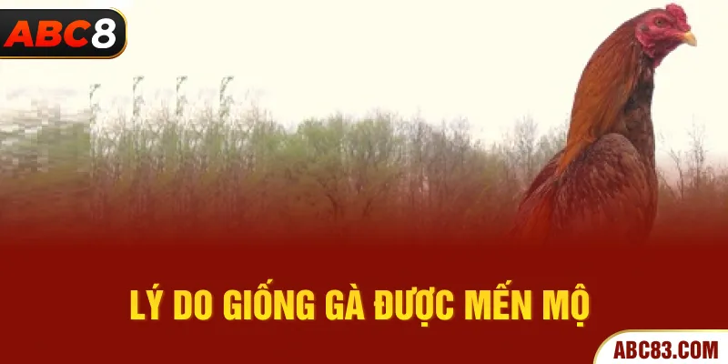 Gà Asil - Chiến Binh Bất Bại Ở Làng Gà Đá Huyền Thoại Lý do giống gà được mến mộ