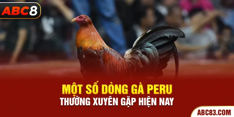 Gà Peru - Chiến Kê Bậc Nhất Trong Đấu Trường Đá Gà Một số dòng gà Peru thường xuyên gặp hiện nay