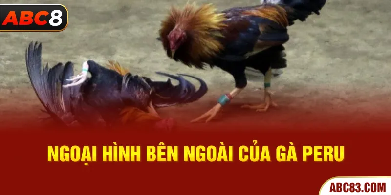 Gà Peru - Chiến Kê Bậc Nhất Trong Đấu Trường Đá Gà Ngoại hình bên ngoài của gà Peru