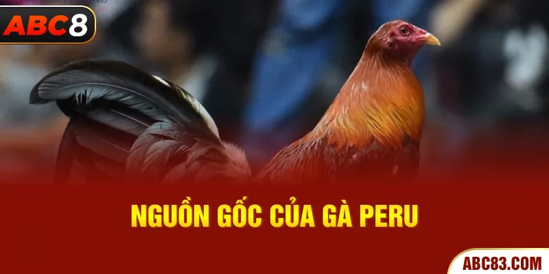Gà Peru - Chiến Kê Bậc Nhất Trong Đấu Trường Đá Gà Nguồn gốc của gà Peru