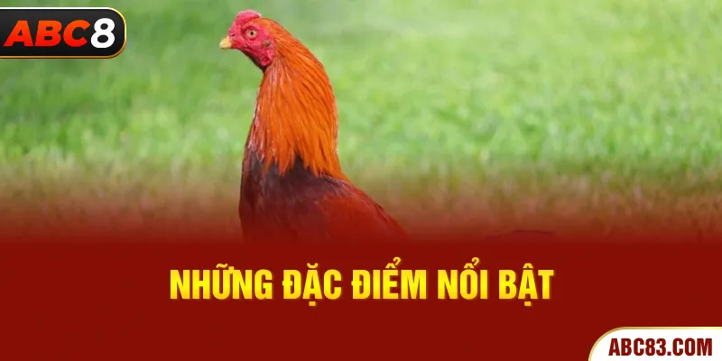 Gà Asil - Chiến Binh Bất Bại Ở Làng Gà Đá Huyền Thoại Những đặc điểm nổi bật