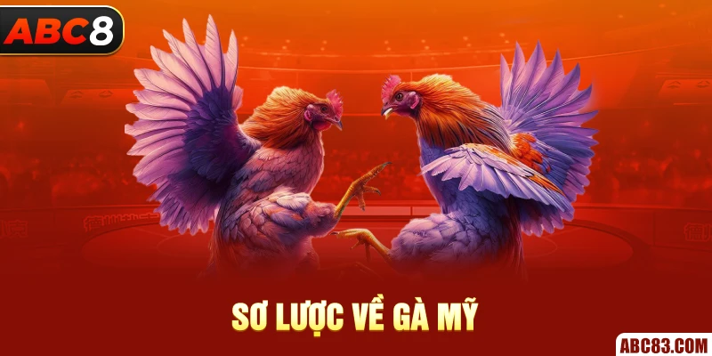 Bí Quyết Chọn Gà Mỹ ABC8 Bách Phát Bách Thắng Đặc điểm nổi bật về gà mỹ